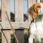 A beagle puppy sitting on a grassy lawn in front of a light wood picket fence and a blurry background.