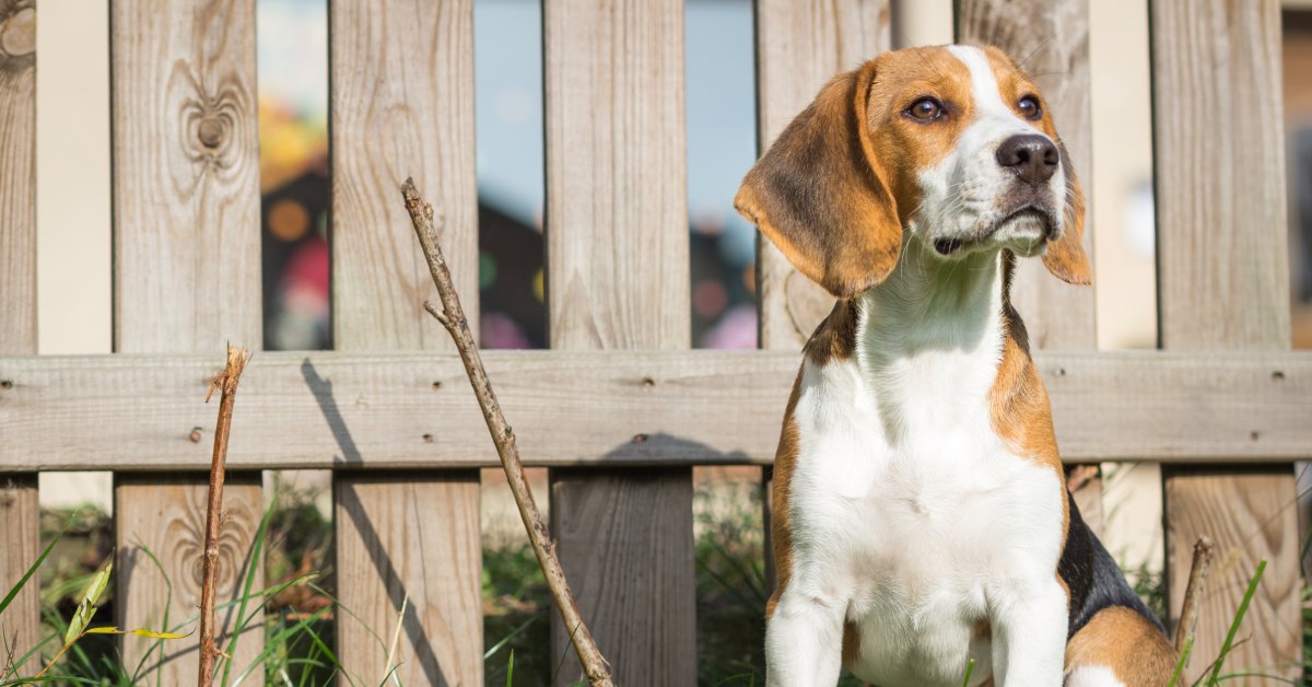 A beagle puppy sitting on a grassy lawn in front of a light wood picket fence and a blurry background.