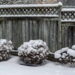 A wood fence with a lattice top in a backyard behind lined dead bushes covered in snow during snowfall.