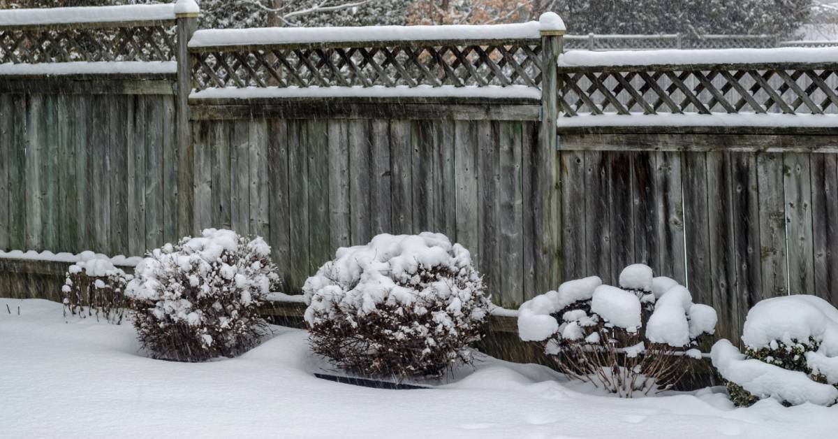 A wood fence with a lattice top in a backyard behind lined dead bushes covered in snow during snowfall.